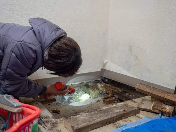 Best Post-Construction Mold Inspection  in Sulphur, OK